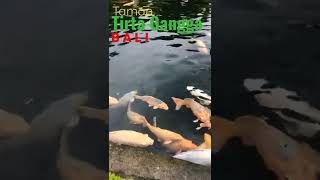 Taman Rekreasi Tirta Gangga - BALI #shorts #bali #love #live #like #shortvideo #awesome #short