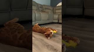 Subscribe please, Magnus the Bengal cat