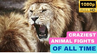 Craziest Animal Fights