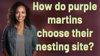 How do purple martins choose their nesting site?