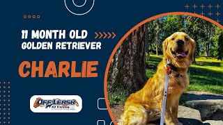 Golden Retriever, 11 m/o, "Charlie" | Outstanding Golden Retriever Obedience Training