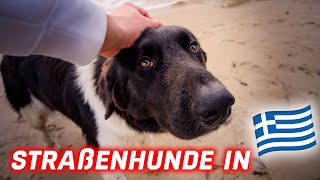 Unerwartete Begleiter: FPV-Flug am Strand mit Straßenhunden in Griechenland! 🏖️🐾