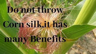 Corn Silk Has Many Benefits_