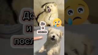 Собака ведет себя агрессивно...😭😱#животные #спасение #помощь #собака #песик