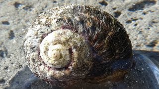 AwA Turban Sea Snail and Blue-Ringed Octopus (Turbo undulata, Hapalochlaena maculosa)