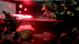 Red eared slider eating goldfish