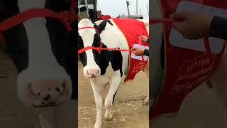 #hfcow #breeding #winner #animals #cow #viral #trending #ytshorts #shortvideo