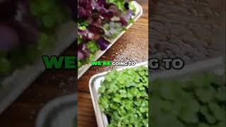 Exciting Day Six Microgreen Grow Kit Growth Update  #microgreens #indoorgardening