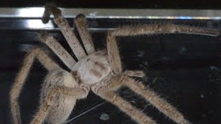 Giant Crab Spider Tying Up And Preying On A Black Widow