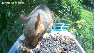 Squirrel Invasion! Squirrel claims the birdcam feeder