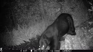 bear sniffing camera 15Aug2024