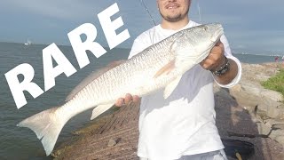 RARE Spotless Redfish Catch & Bull Reds!