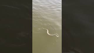 Rattlesnake in lake Powell!!! #lakepowell #rattlesnakes #utah #boating