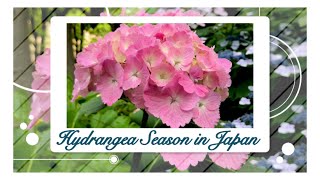 HYDRANGEAS AND ROSES IN FULL BLOOM