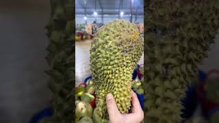 Quả sầu riêng có 1 không 2 nha cả nhà mình ơi #durian #durianfruit #fruitcutting #fruit