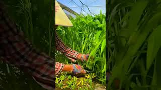 #youtubeshorts #agriculture #viralshorts