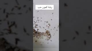 طريقة برياني الاندومي لذيذه مره