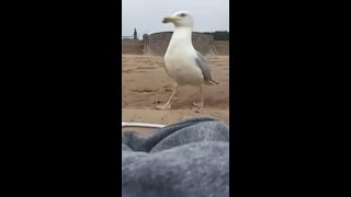 Seagull Steals iPhone