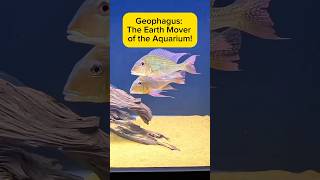 Geophagus: The Earth Mover of the Aquarium! AquaVerse #geophagus #cichlid #shorts