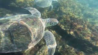 Snorkeling with turtles (Arraial do Cabo, Brazil)