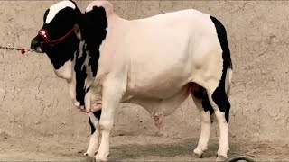 Beautiful Bull Available For Qurbani 2024 I Ablak Beauty