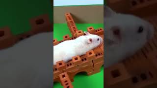 ￼ amazing Obstacle maze￼|| hamster 🐹 ￼