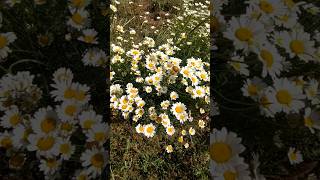 Leucanthemum vulgare (margarita mayor)