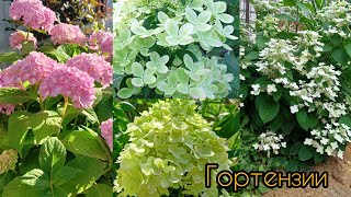 Гортензии в конце июля. Обзорная прогулка по моему дворику.#цветы #garden#flowers#садвцветах