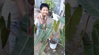 My David with His Giant Philodendron Billietiea #shorts #plants