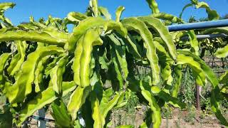 Dragonfruit thinning 3 of 2