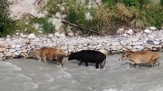 Batseri Village Baspa River l Cow 🐄 Crossing Baspa River