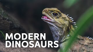 Do Modern Day Dinosaurs Exist?