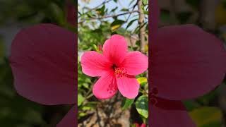 Hibiscus #shorts #trending #reels #ytshorts