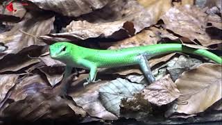 Smaragdskink im Tierpark Berlin