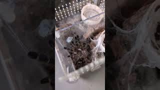 baby tarantula doing a happy dance. #animals #pets #youtubeshorts #satisfying #shortsvideo