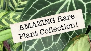 Tour of The BEST Rare Tropical Plant Collection I’ve ever seen!