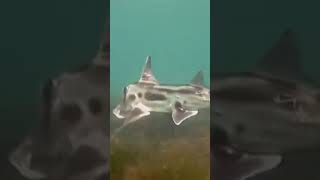 Hiu Gajah Australia di lepas Pantai Melbourne #shark #fish #ocean #diving #fishing