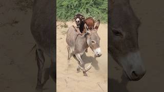 #animals #donkey #youtubeshorts #shorts #pets