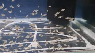 Ellioti Cichlid Fry: From Birth to Free Swimming. Ellioti fry growing up from eggs to 4 weeks old