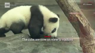 Germany's first baby pandas make their public debut