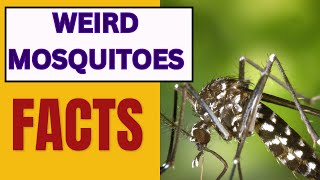 Weird Facts about Mosquitoes | Mosquitoes Facts | 5 Facts About Mosquitoes | FunFactsaboutMosquitoes