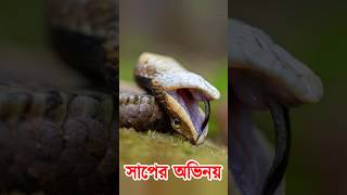 অভিনয়ের জন্য অস্কার পাবে এই সাপ! Hognose Snake's Oscar Winning Acting #snake #shorts #shortvideo