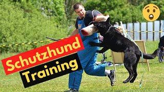 How to Train a Schutzhund dog? | Schutzhund Shepherds and German Shepherds |