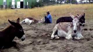 Donkey Snoozing Afternoon