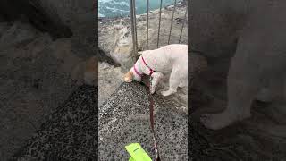 Bella the poodle loving the beach rocks