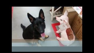 1 year old German Shepherd Koda learning basic obedience with Houston dog training