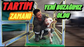 BUZAĞILARIMIZI TARTIYORUZ!!/ YENİ BUZAĞIMIZ OLDU!!