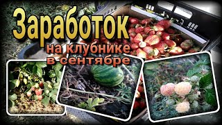 🍓💰 Зарабатываю на клубнике в конце сентября. Бизнес идея, огород, жизнь в деревне