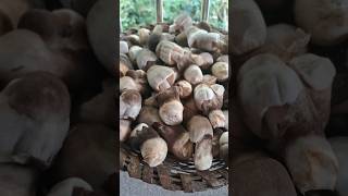 How to clean wash cut and prepare mushroom#palachhatu #kadhachhatuprepare#ପାଳଛତୁ#mushroompreparation