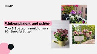 Pflegeleicht und blütenreich: Top 3 Spätsommerblumen für Berufstätige